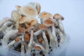 B+ strain magic mushrooms